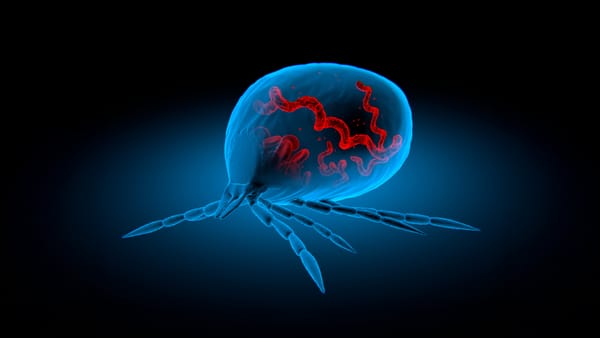 Розпочався сезон кліщів: Pfizer та Valneva презентують перспективну вакцину від хвороби Лайма